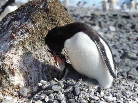 Gentoo Penguin Feeding a Chick. Stock Photo - Image of brown, stonebeach: 84759414