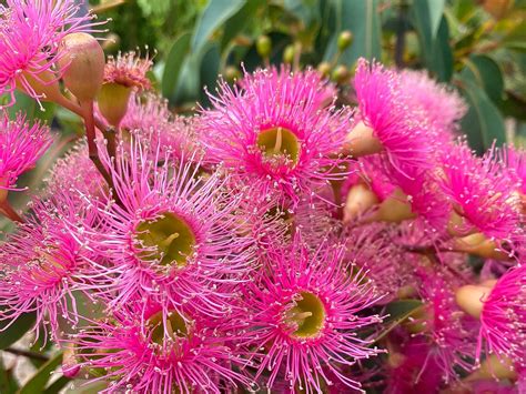 Corymbia ficifolia Precious | Wholesale Nursery - Nurseries in Melbourne, Sydney & Brisbane ...