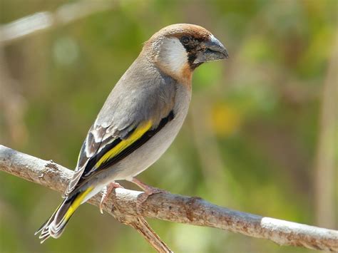 National bird of Yemen - Golden-winged grosbeak | Symbol Hunt