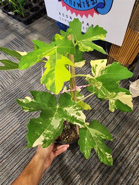 variegated fig plant – Malaysia Online Plant Nursery