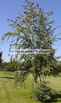 Weeping Birch Tree Seed – MOONSHINE DESIGNS NURSERY