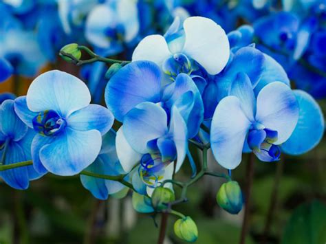 Blue Orchids – Are They Real or Fake? - Plant Index