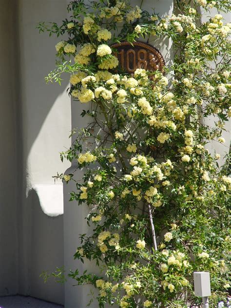 Best 15 Climbing Rose Flowers On Trellis Ideas - | January 2024 ...