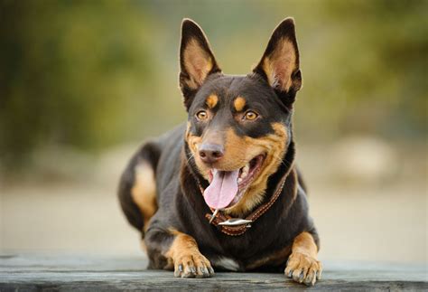 What Is The Origin Of The Australian Kelpie