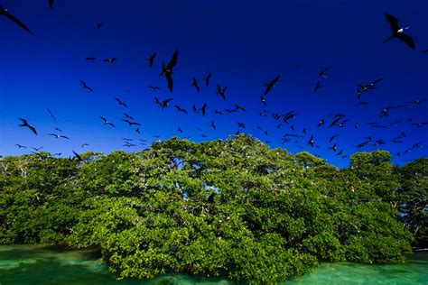 Mangroves in Belize