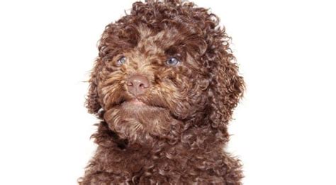 Labradoodle Growth Chart | Labradoodle Weight & Size Chart