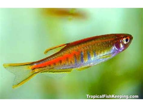 Glowlight Danio (Danio choprae) Profile | Glowlight, Tropical fish, Fish