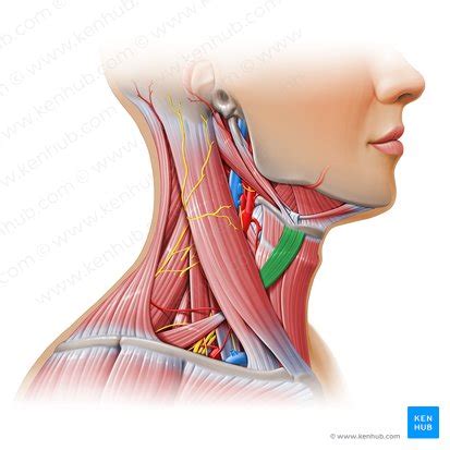 Omohyoid: Origin, insertion, innervation and action | Kenhub