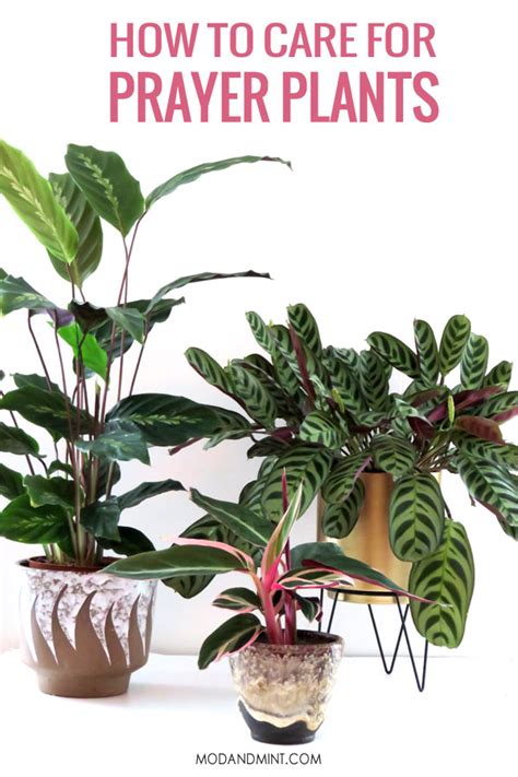 Prayer Plant Care - How to Grow Indoor Maranta, Calathea, or Ctenanthe