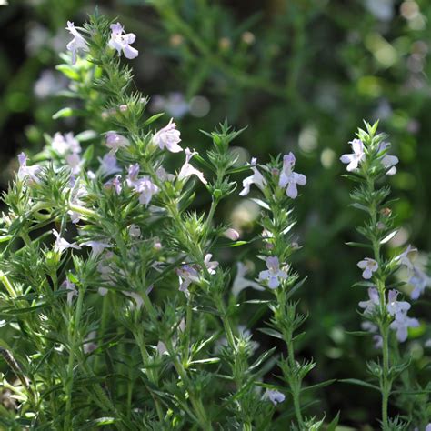 Winter Savory Plant (Satureja montana)