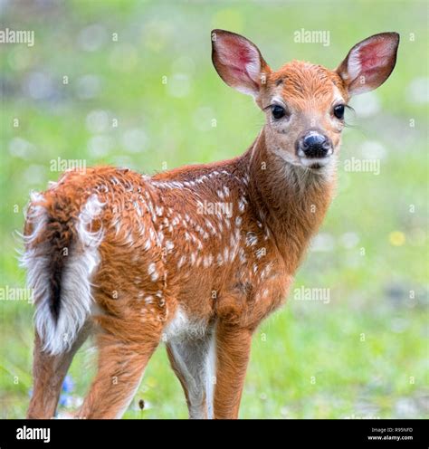 White-tailed Deer Fawn Stock Photo - Alamy