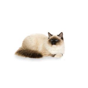 7 Best Ragdoll Cat Rescues in The USA! (2024)