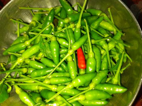 Bird’s eye chillies – Kanthari mulaku – Krishilokam