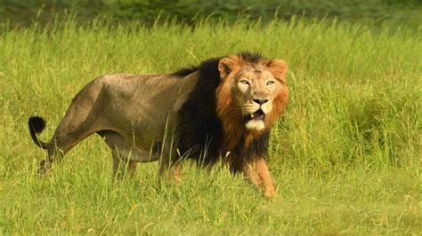 Gir National Park - Wildlife & Safari Information | Tour My India