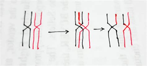 [Solved] What is crossing-over? What does crossing over accomplish? Draw a... | Course Hero