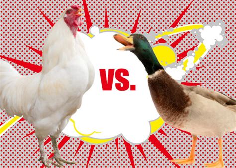 Raising ducks or chickens? Ten reasons to choose ducks. | HGTV