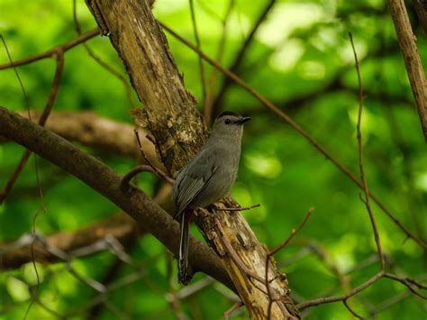 Catbird Photos, Download The BEST Free Catbird Stock Photos & HD Images