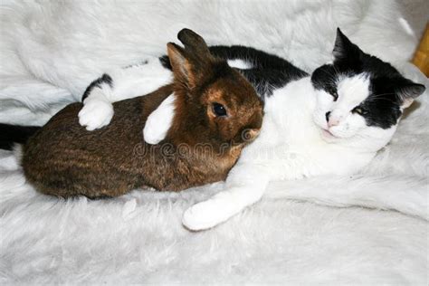 Cuddling cat and bunny stock photo. Image of nature, black - 13243408