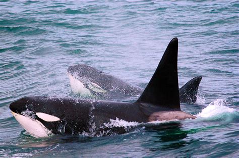 Investigating the Foraging and Diving Behavior of "Transient"- Type Killer Whales in the Central ...