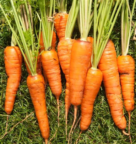 Royal Chantenay Carrot Seeds – West Coast Seeds