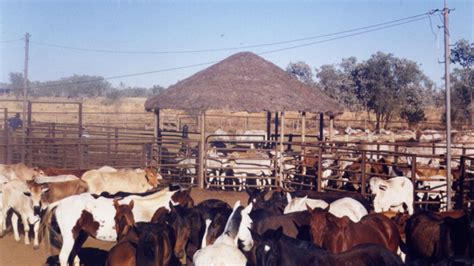 Your chance to volunteer on a cattle station out west… - Starts at 60