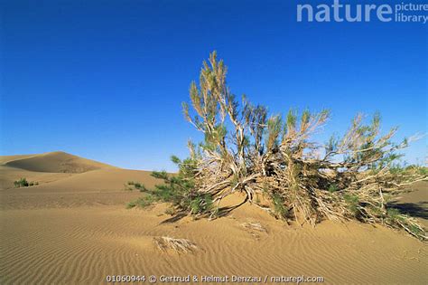 Mongolian Gobi Desert Plant