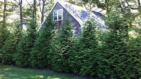 22 of the Best Evergreen Shrubs for Privacy (All Zones) | Evergreen landscape, Fast growing ...