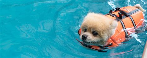 Why Dogs Love Swimming - Wag!