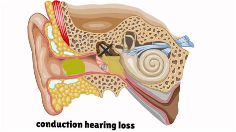 Auditory system - YouTube