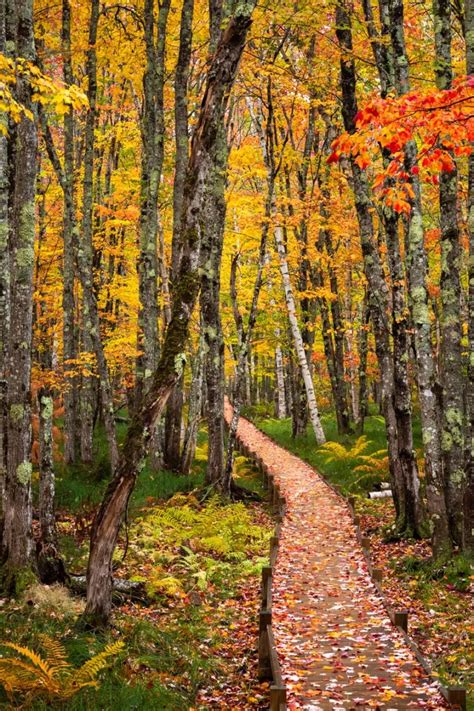 Acadia National Park Fall Foliage