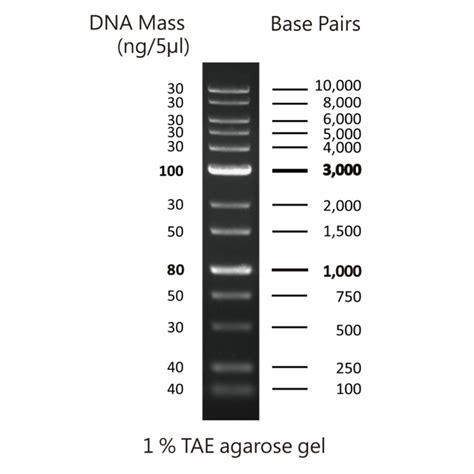 FastGene 1 kb DNA Marker Plus - NIPPON Genetics EUROPE