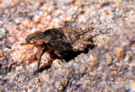 Images by Christine Walsh: Australian Insects