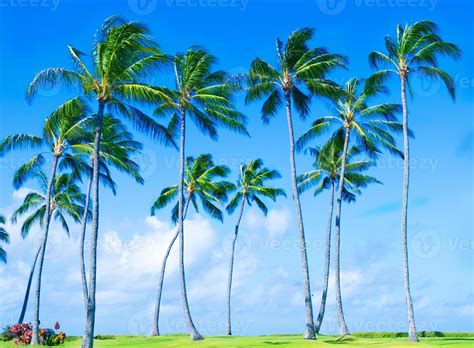 Coconut Palm tree on the beach in Hawai 891432 Stock Photo at Vecteezy