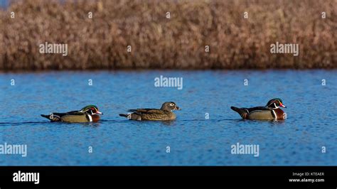 Wood Duck - Hen Stock Photo - Alamy