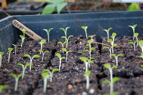 Lettuce seedlings | Greenhouse plants, Seeds, Edible garden