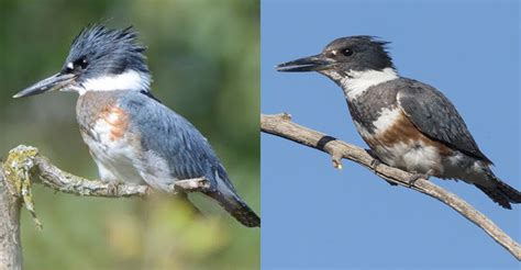 Belted Kingfisher Male Vs Female - The Worlds Rarest Birds