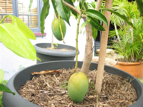 Growing Mango trees in Containers | How to Grow Mango in Pot