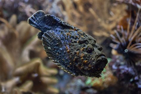 Treating a Stonefish Bite - Animals Around The Globe