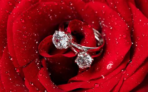 Red rose water drop diamond ring closeup #4K #wallpaper #hdwallpaper #desktop Rose Gold Diamond ...