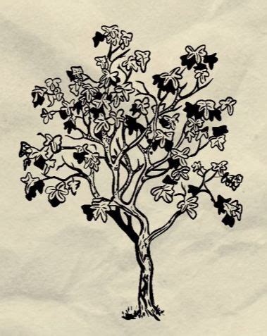 Fig tree | Sleeve tattoos, Tattoo themes, Cute tattoos