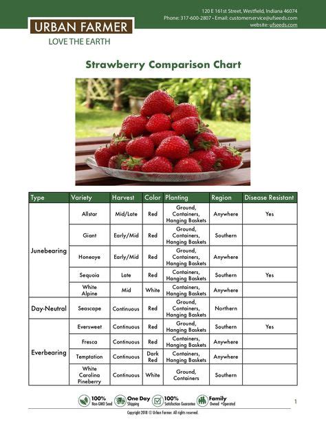 7 Best Strawberry varieties ideas | strawberry varieties, strawberry, fruit