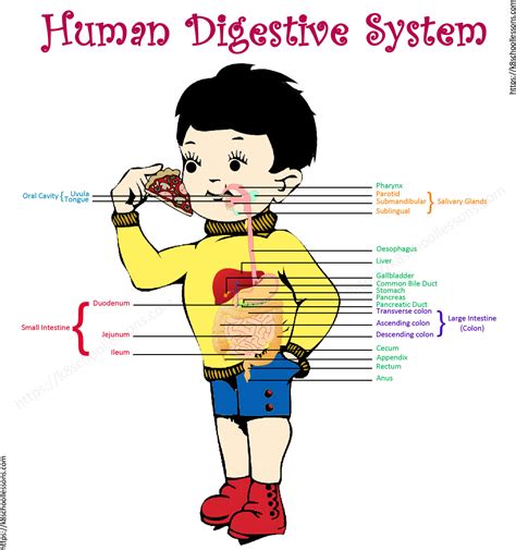 Digestive System Steps For Kids