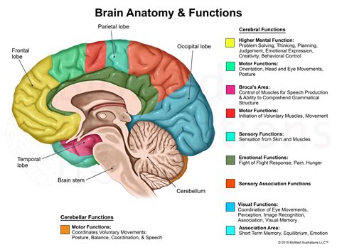 Related image | Brain anatomy, Brain anatomy and function, Brain diagram