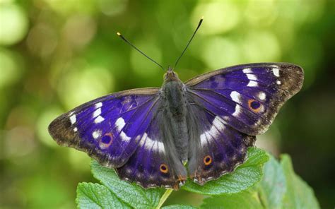 Purple Emperor Butterfly Symbolism at William Decker blog