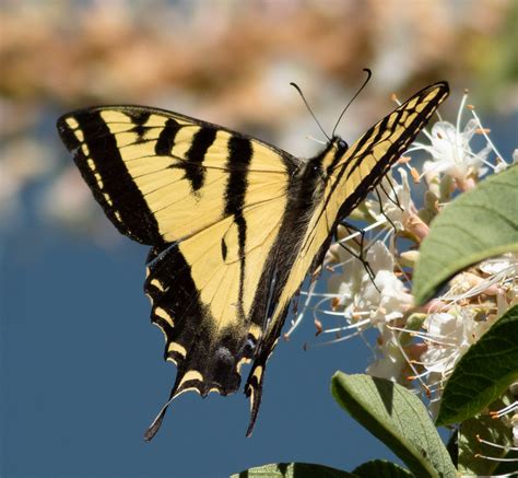 Western Tiger Swallowtail - Native Here Nursery