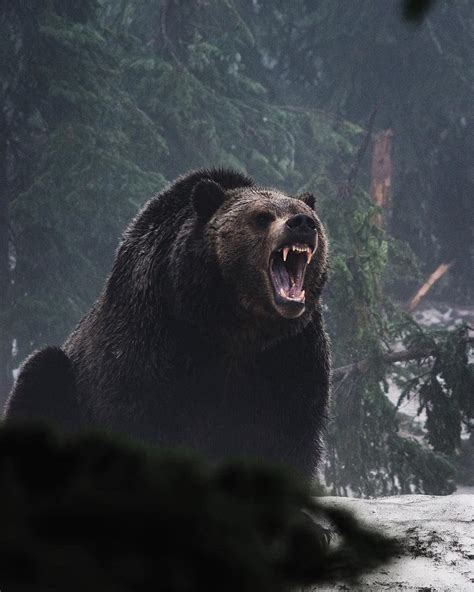 🔥 Grizzly Bear roar : NatureIsFuckingLit