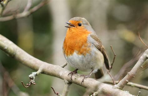 Five Essential London Destinations For Birdwatching