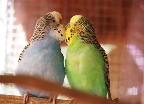 Fun Facts About Budgerigars | Creature_Concepts