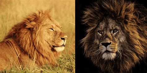 African Lion Vs. Barbary Lion: The Ultimate Battle For Supremacy - Felidae Lifestyle