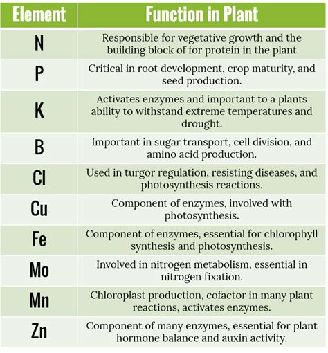 Essential Plant Nutrients And Their Functions - Gardeninguru